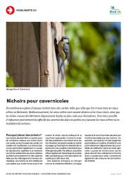 Nichoirs pour cavernicoles