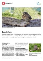 Oisillons tomb&eacute;s du nid, que faire ?