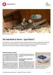 Un martinet &agrave; terre - que faire ?