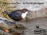 Pr&eacute;sentation PPT cincle plongeur