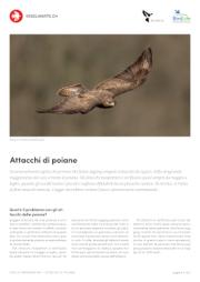 Attacchi di poiane