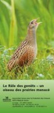 Le R&acirc;le des gen&ecirc;ts - un oiseau des prairies menac&eacute;