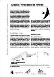 Aidons l&rsquo;hirondelle de fen&ecirc;tre