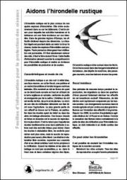 Aidons l&rsquo;hirondelle rustique