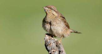 Torcicollo