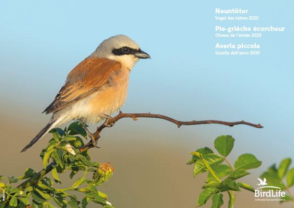 Poster &laquo;Oiseau de l'ann&eacute;e 2020: pie-gri&egrave;che &eacute;corcheur&raquo;