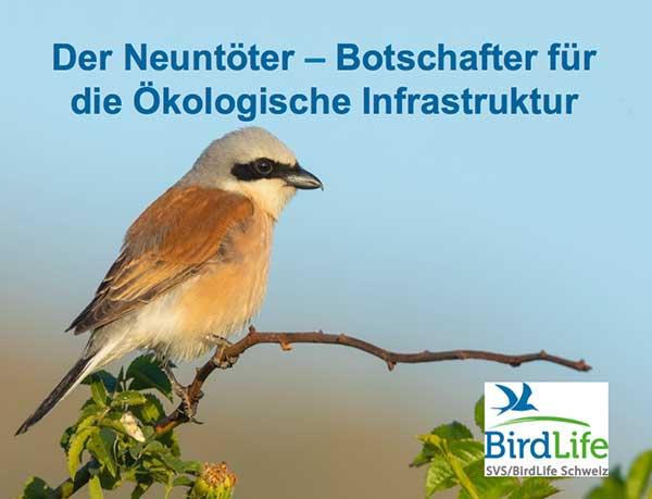 Vortrag &laquo;Vogel des Jahres 2020: Neunt&ouml;ter&raquo;