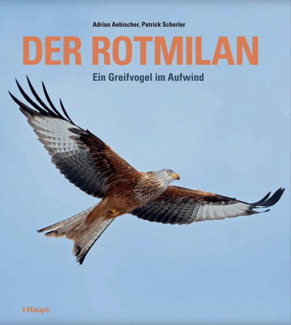 Der Rotmilan &ndash; ein Greifvogel im Aufwind