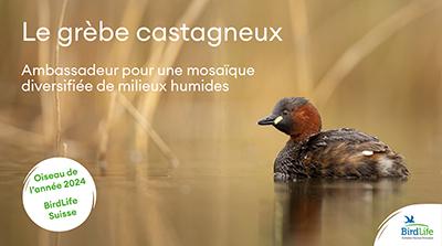 Pr&eacute;sentation gr&egrave;be castagneux