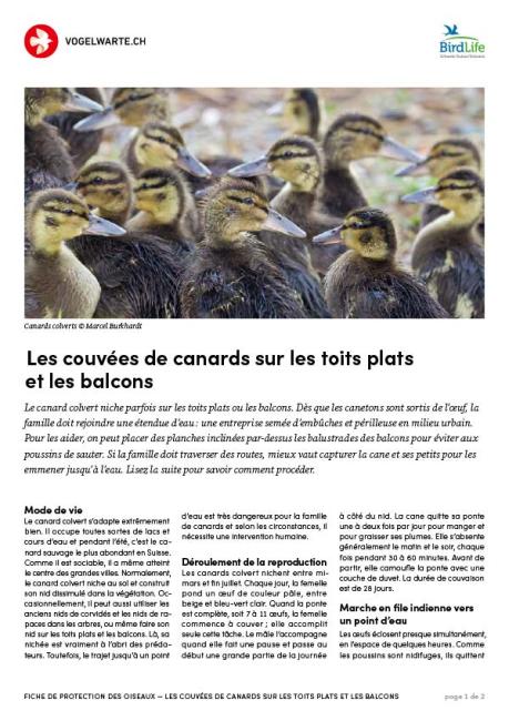 Couv&eacute;es de canards sur les toits plats et les balcons