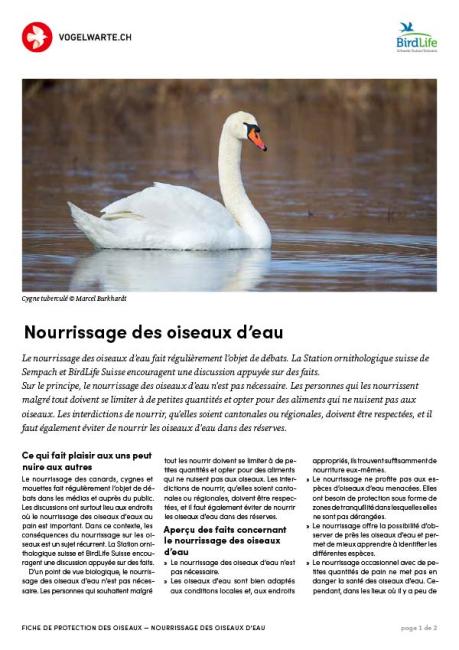 Nourrissage des oiseaux d&lsquo;eau