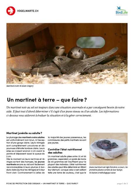 Un martinet &agrave; terre - que faire ?