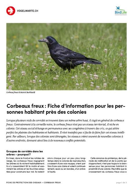 Corbeaux freux : Feuille d&rsquo;information pour les personnes habitant pr&egrave;s des colonies