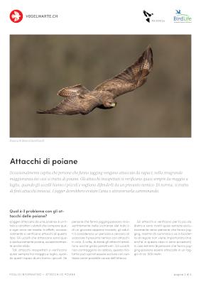 Attacchi di poiane