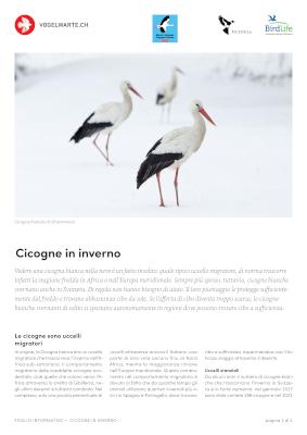 Cicogne in inverno