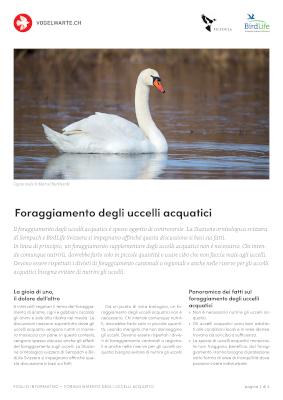 Foraggiamento degli uccelli acquatici