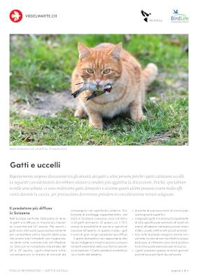 Gatti e uccelli