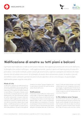Nidificazione di anatre su tetti piatti e balconi