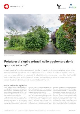 Potatura di siepi e arbusti nelle agglomerazioni: quando e come?