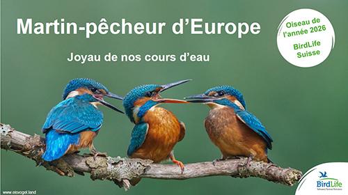 Pr&eacute;sentation PPT martin-p&ecirc;cheur
