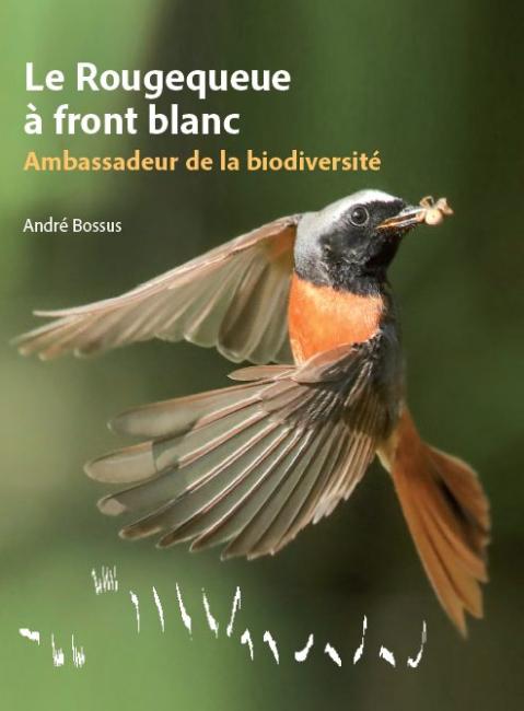 Le Rougequeue &agrave; front blanc - Ambassadeur de la biodiversit&eacute;