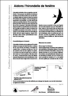 Aidons l&rsquo;hirondelle de fen&ecirc;tre