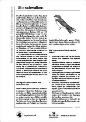 Uferschwalben