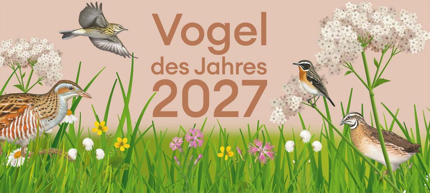 W&auml;hlen Sie Ihren Lieblingsvogel!