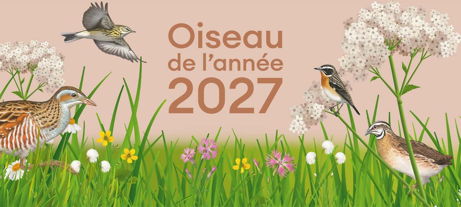 Election de l'oiseau de l'ann&eacute;e 2027