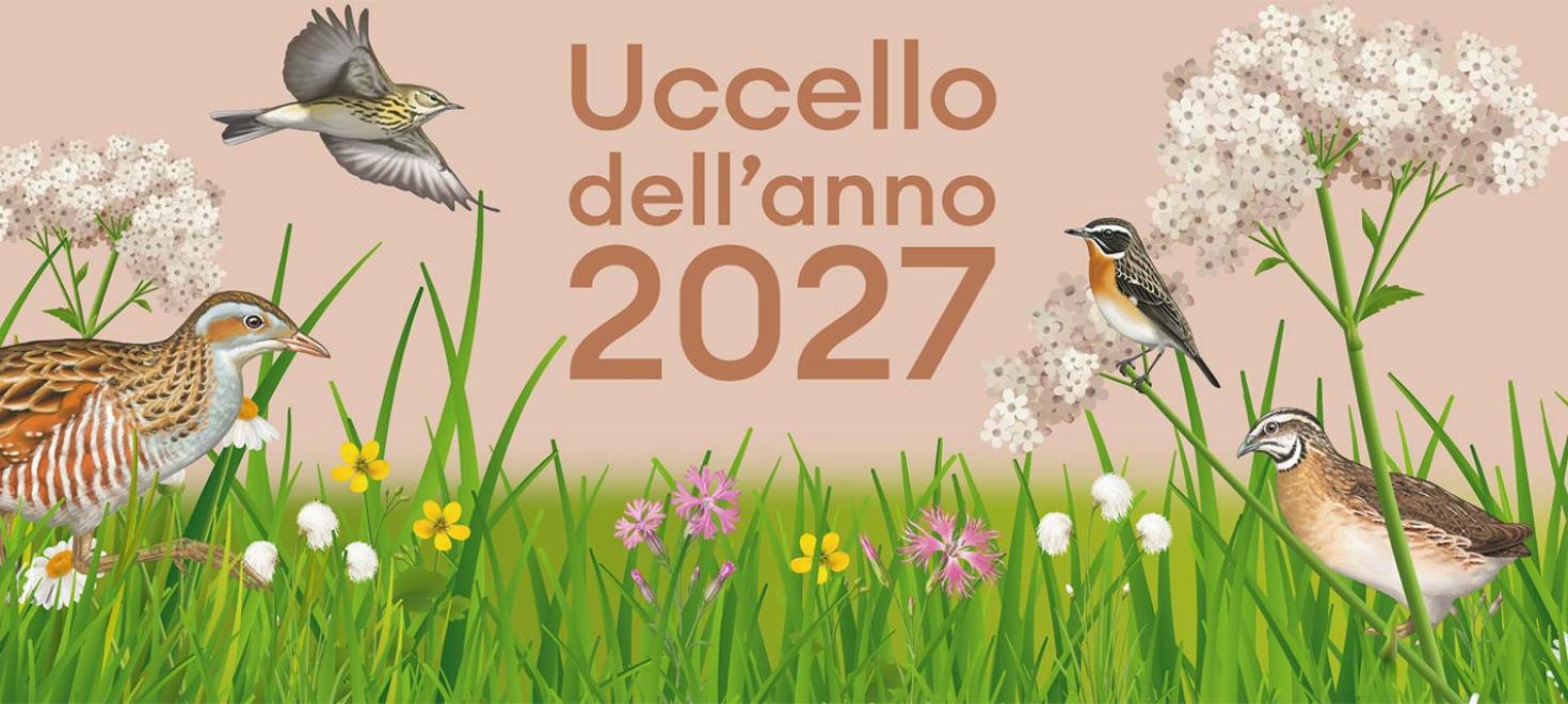 Vota ora!